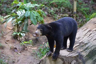 Bornean Sun Bear Conservation Centre - Helarctos Malayanus