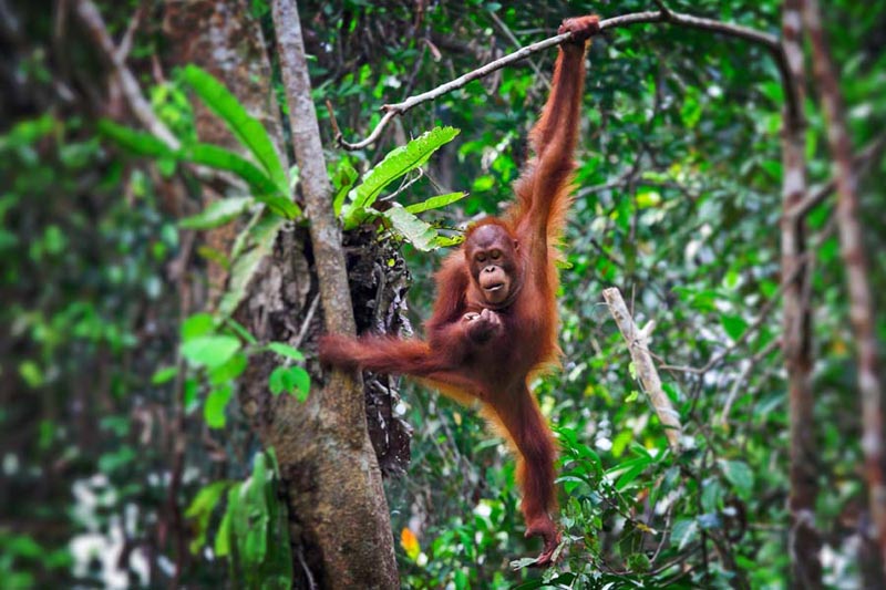 Borneo holidays - An unforgettable trip