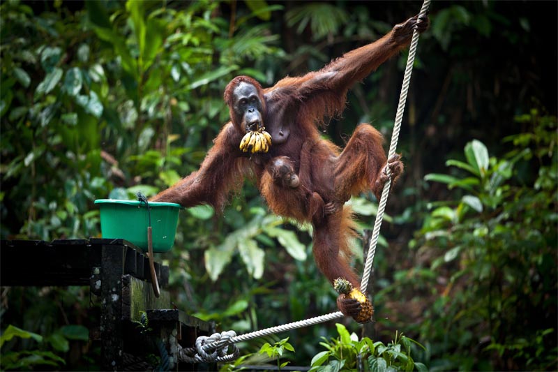 Watching orangutans in Semenggoh on a Borneo holiday