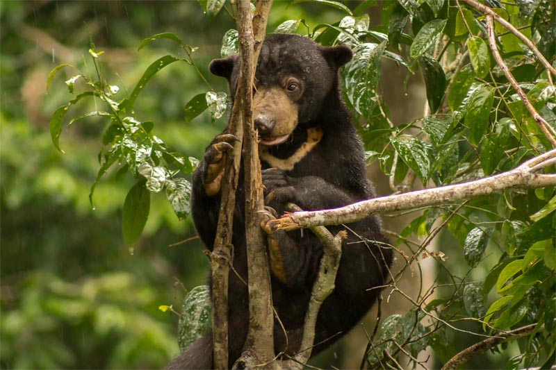 Borneo trip - experience sun bears