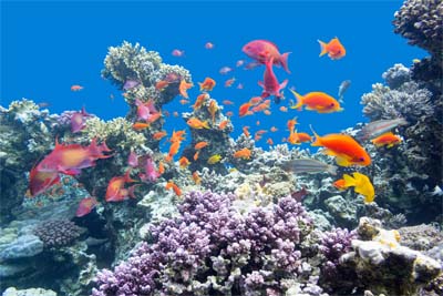 Corals in Lankayan Island