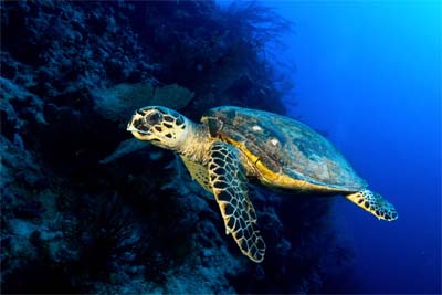 Layang Layang Island Turtle