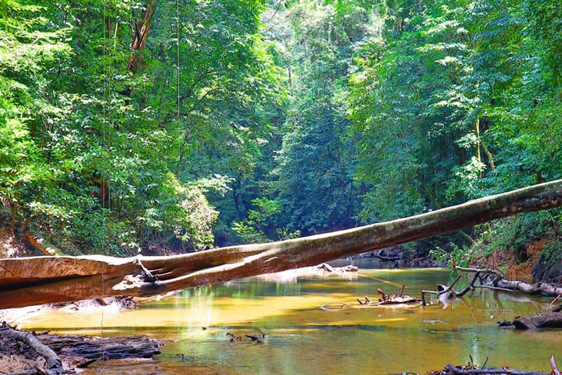 Mulu National Park