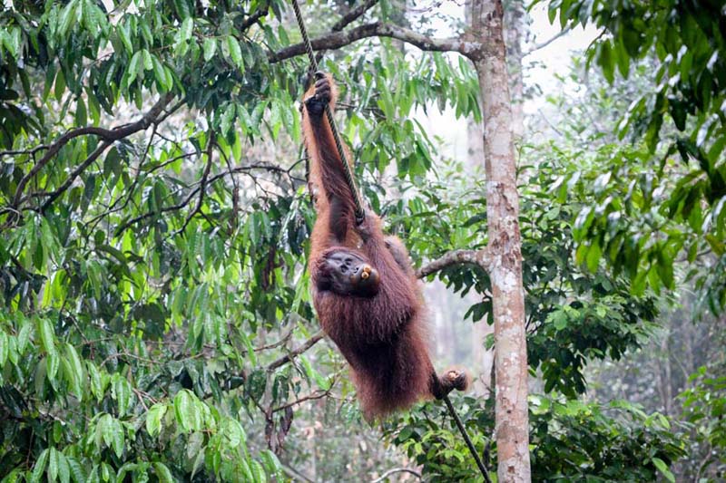 Orangutan in a sanctuary