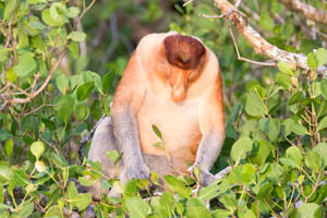 the best kinabatangan tour