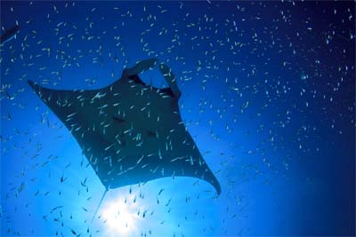 Manta rays are often seen in Sipadan