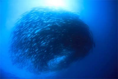 Sipadan - Diving with Barracudas