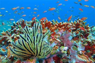 Tunku Abdul Rahman Park Reef Diving