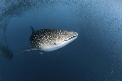 Whale Shark at Lankayan Wreck