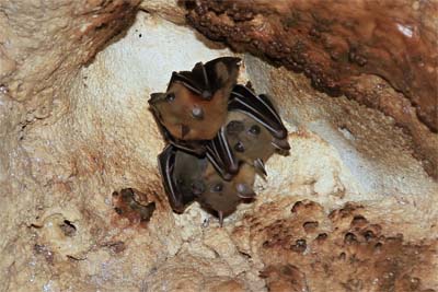 Bats in Wind Cave Sarawak